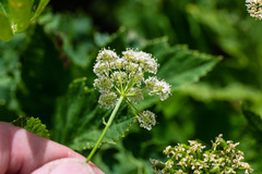 Ligusticum grayi
