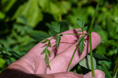 Ligusticum grayi