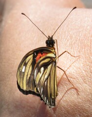 Dione vanillae lucina