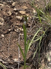 Chlorophytum cooperi