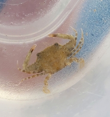 Portunidae