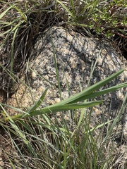 Chlorophytum cooperi