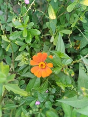 Zinnia