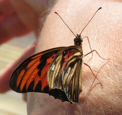 Dione vanillae lucina