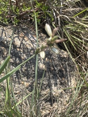 Chlorophytum cooperi