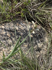 Chlorophytum cooperi