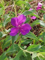 Pleroma semidecandrum