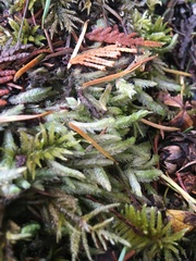 Plagiothecium undulatum