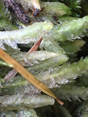 Plagiothecium undulatum