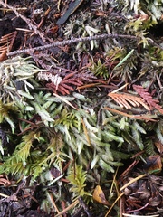 Plagiothecium undulatum