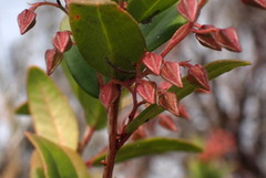 Pieris phillyreifolia