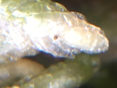 Plagiothecium undulatum