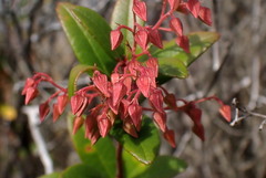 Pieris phillyreifolia