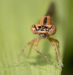 Ischnura