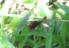 Erythemis mithroides