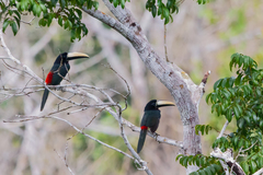 Pteroglossus aracari