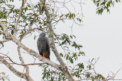 Geranospiza caerulescens