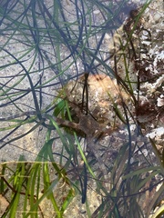 Ophioderma panamense