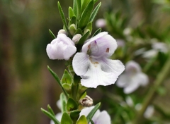 Prostanthera behriana
