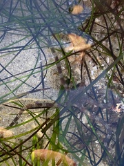 Ophioderma panamense