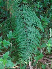 Pityrogramma calomelanos