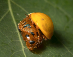 Coccinellini