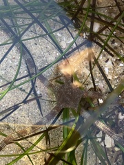 Ophioderma panamense