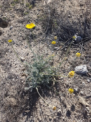 Baileya multiradiata