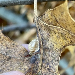 Macrodiplosis majalis