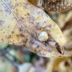 Macrodiplosis majalis