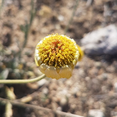 Baileya multiradiata