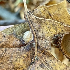 Macrodiplosis majalis