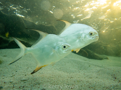 Trachinotus falcatus