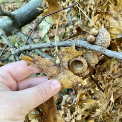 Macrodiplosis majalis