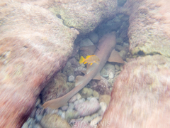 Ginglymostoma cirratum
