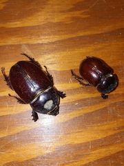 Strategus aloeus