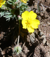 Potentilla glaucophylla