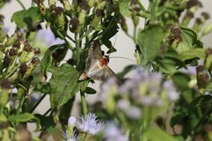 Melipotis acontioides