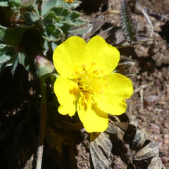 Potentilla glaucophylla