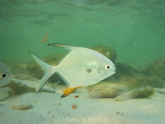 Trachinotus falcatus