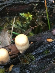 Nidulariaceae