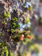 Orthotrichaceae