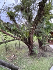 Melaleuca viminalis