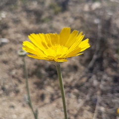 Baileya multiradiata