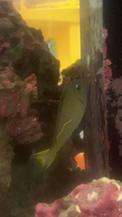 Xanthichthys auromarginatus