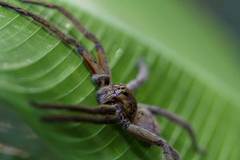 Cupiennius coccineus