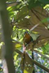 Baryphthengus martii