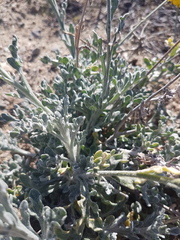 Baileya multiradiata