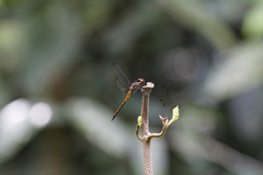 Cannaphila insularis