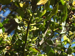 Cryptocarya alba